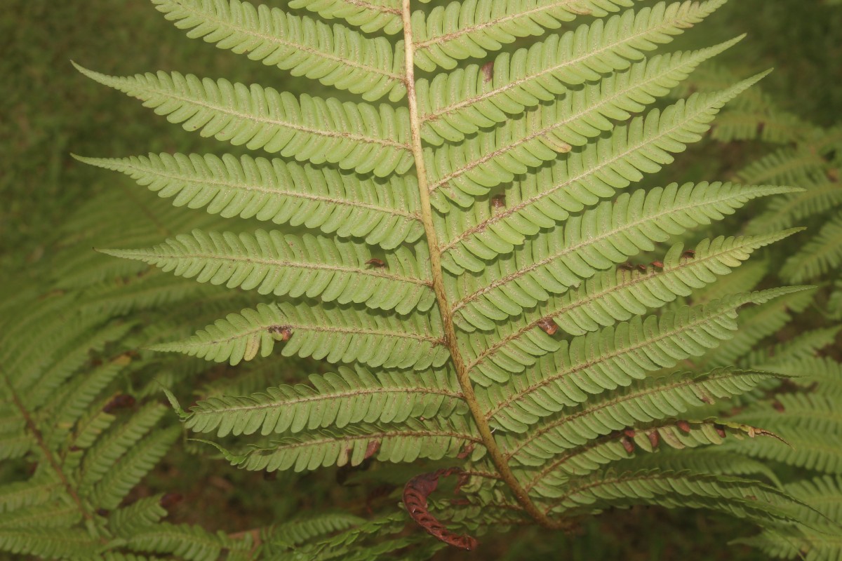 Sphaeropteris crinita  (Hook.) R.M.Tryon